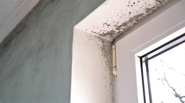 Best Attic Mold Removal  in La Croft, OH