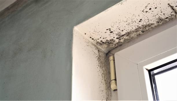 Best Basement Mold Removal  in La Croft, OH